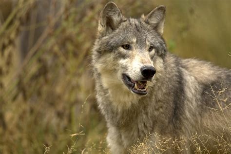 体型最大的狼是哪一种（世界上体型最大的狼品种）-满趣屋
