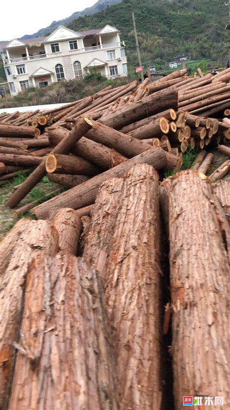 优质德国金威木业 进口木材 云杉 杉木 原木 实木 欧洲云杉 ABC级，材质优良的欧洲云杉