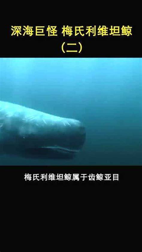海兽之王——利维坦鲸|掠食者|抹香鲸|利维坦_新浪新闻