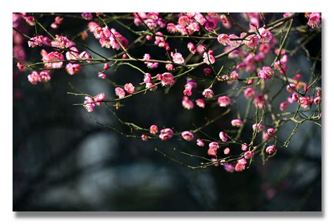 春天的梅花高清图片下载-正版图片507691225-摄图网