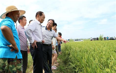 “水稻之父”袁隆平试种的“海水稻”亩产将达300-500公斤|袁隆平|海水稻|水稻_新浪新闻