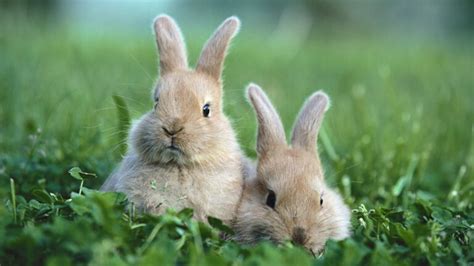 买一只兔子要多少钱，以及后面的开销？ - 知乎