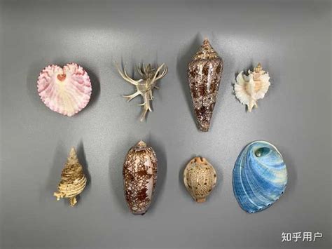 震撼！古人吃剩的螺蛳壳堆成一座山|云南省_新浪新闻
