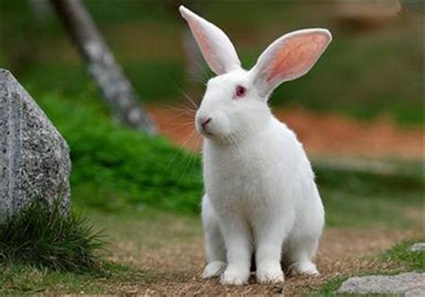 兔子的种类介绍和图片,品种名贵排名图片,熊猫兔图片_大山谷图库