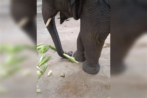 大象这样吃玉米你见过吗？居然能用鼻子这样扒开玉米，吃法很有一套