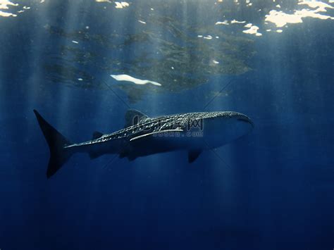【图】鲸鲨与人类同游 摄影师拍摄震撼画面 第9页-ZOL高清频道