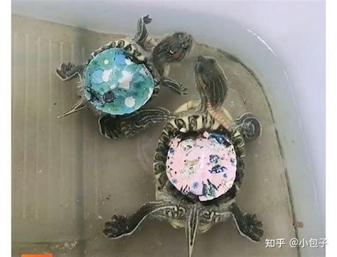 可以深水养殖的乌龟有哪些？