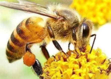 蜜蜂的习性及发育过程 - 蜜蜂知识 - 酷蜜蜂