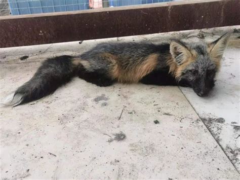 30只人工养殖狐狸被弃荒山 野保人员：无野外生存能力，等于杀生-千龙网·中国首都网