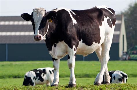 一头奶牛多少钱-奶牛购买价格行情-陕西宏达奶牛场