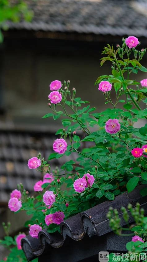 红色蔷薇花图片