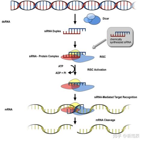 图 1 ：抗原编码的 mRNA 药物原理（图片来自丁香园）