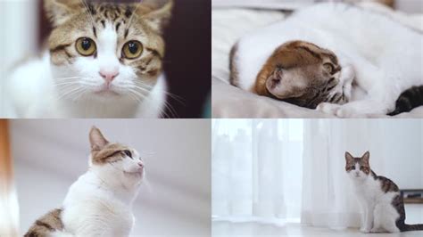 猫咪 猫星人 养猫 猫 宠物猫视频素材,其它视频素材下载,高清1920X1080视频素材下载,凌点视频素材网,编号:92066