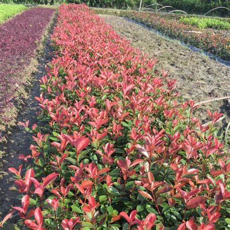 日本的最受欢迎的红叶石楠品种是什么？ - 南京雅萍苗圃场
