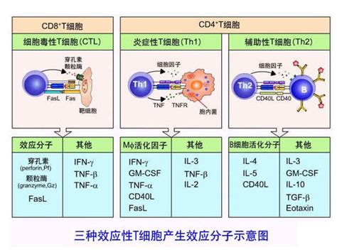 辅助性Th1 CD4 T细胞在肿瘤免疫治疗中的作用 - 知乎