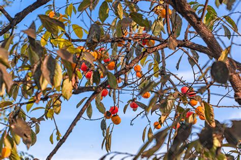柿子和树枝的照片高清摄影大图-千库网