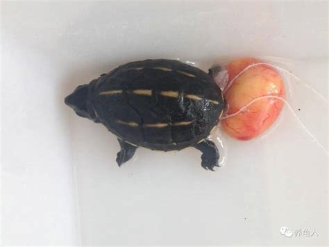 蛋龟——斑纹泥龟 - 知乎