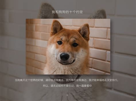 狗狗与我的十个约定(10 Promises to my Dog)-电影-腾讯视频