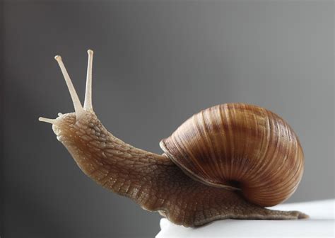 蜗牛没有壳是什么虫 - 业百科