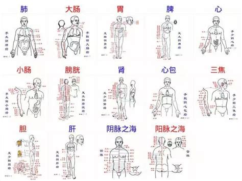 画着经脉穴位图的人体模型的右背特写图片免费下载_红动中国