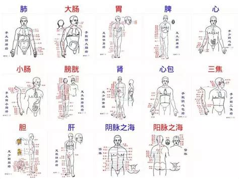 任脉的准确位置图图片 任脉的准确位置图图片