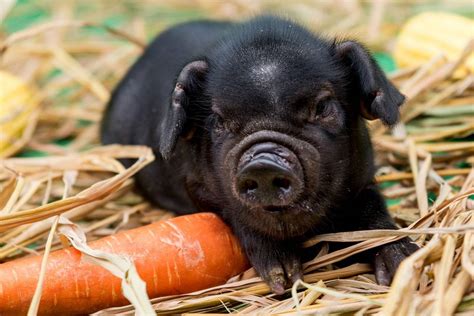 猪的种类 | 农人网
