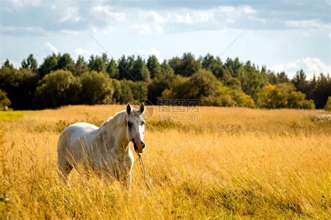 一匹白马的肖像在一片金色的草地上高清图片下载-正版图片504284696-摄图网
