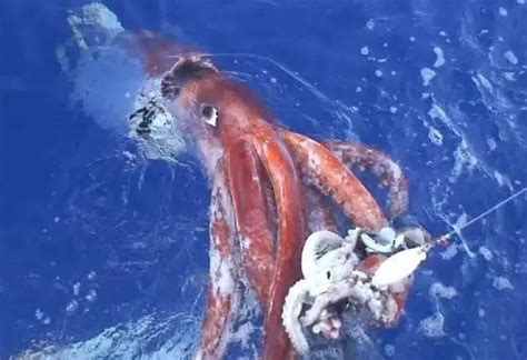 深海一万米到底有多恐怖？看完才知道，为何对海洋感到恐惧！