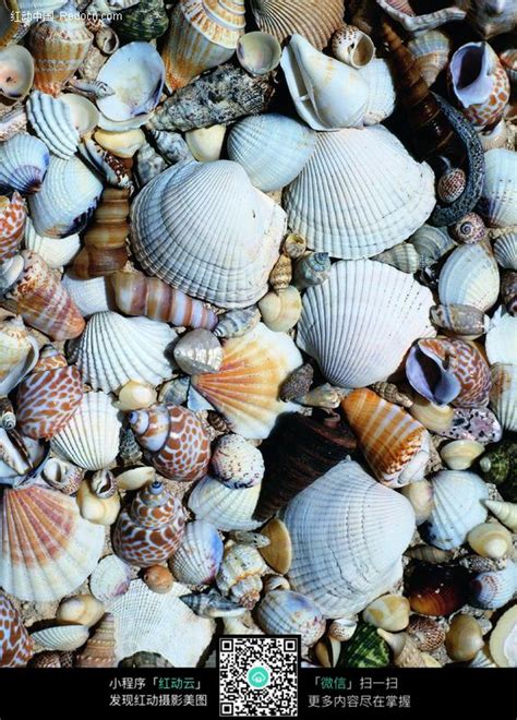 贝壳的种类有哪些（中国贝类大全） – 碳资讯