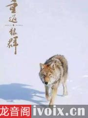 狼群-刺血-军事-中文小说网