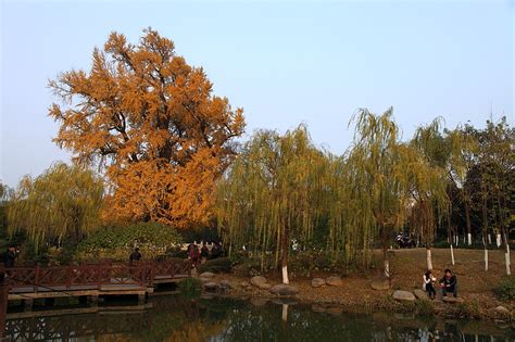 【携程攻略】古银杏树公园门票,上海古银杏树公园攻略/地址/图片/门票价格