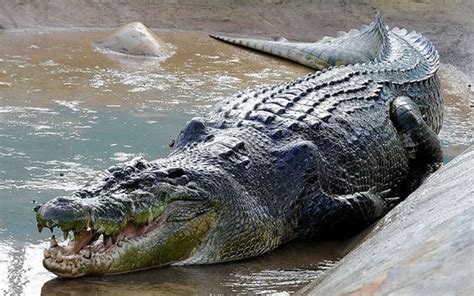 世界上最大的鳄鱼：湾鳄，最长7M