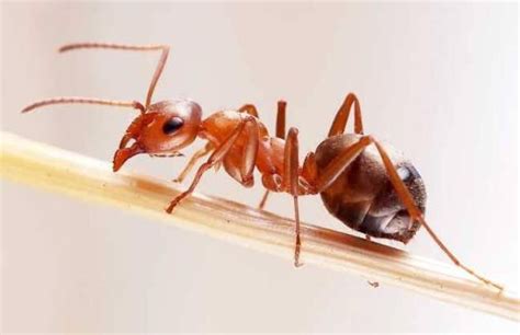 红火蚁最怕什么东西（红火蚁最怕的三种克星是什么？为什么国家不灭红火蚁？） | 说明书网