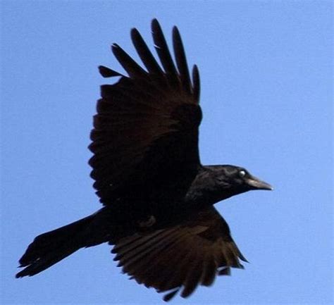 常见的乌鸦乌鸦鸦雀动物性质羽毛黑色图片免费下载_动物素材免费下载_办图网