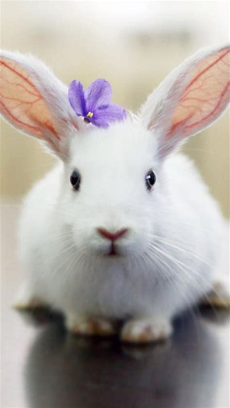 可爱的小白兔-可爱的小白兔,可爱,小白兔 - 早旭阅读