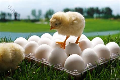 蛋壳质量 | 一只鸡，24枚蛋，一年多赚100万 - 知乎