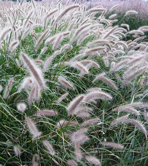 狼尾草种子_批发价格_图片_种植技巧-藤本月季网