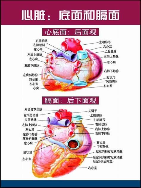 心脏血管解剖图图片