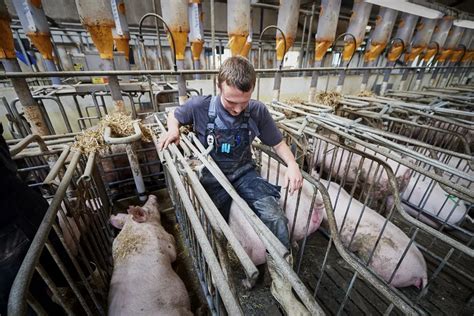 猪人工配种的具体操作_人工配种有哪些注意事项|畜牧专家网