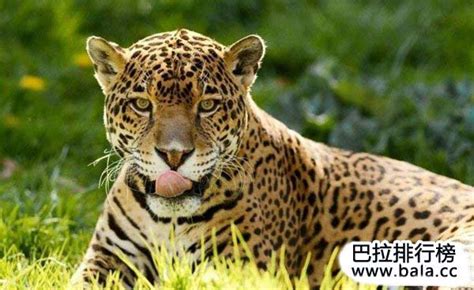 中国十大猛兽，丛林之王排第一，第三在森林中横着走_排行榜123网