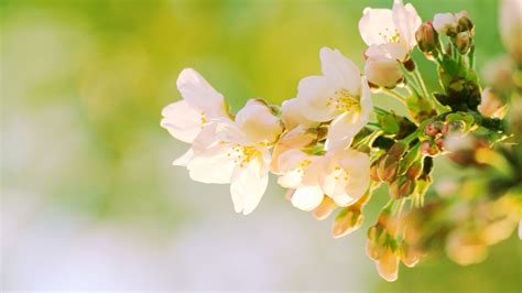 【春天的花朵摄影图片】上海生态摄影_小窗幽静_太平洋电脑网摄影部落