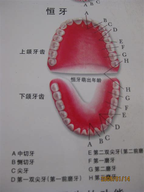 牙齿28颗示意图图解，来了解自己的每一颗牙齿及作用 - 爱美容研社