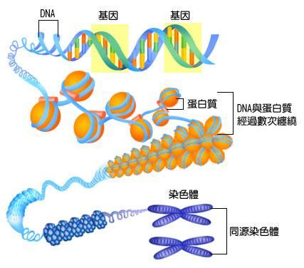 一个染色体中含几个DNA分子