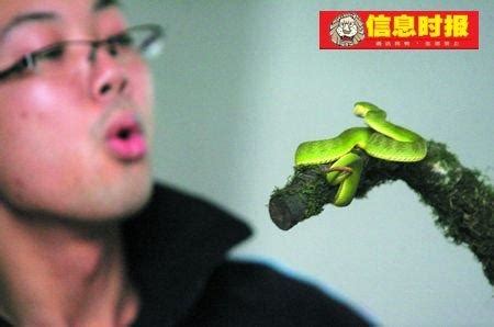 广州玩蛇人激增百倍 毒蛇不拔牙当宠物（组图）_资讯_凤凰网