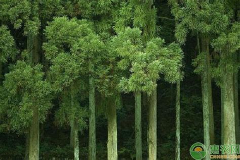 杉木有哪些价值和用途_杉木和松木的优缺点 - 富强农百科