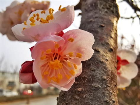 在生活的破碎之处，杏花盛开唤醒梵高对自然神性的情感_盘丝_新浪博客