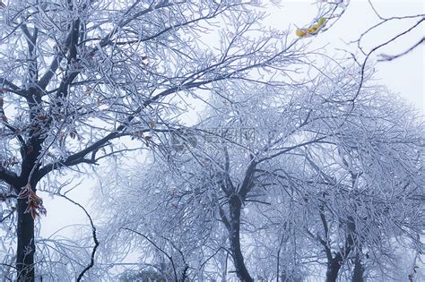 形容冬天的树成语