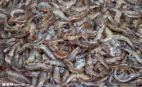 广西本地小龙虾抢鲜上市，中大虾价格80~140元/公斤