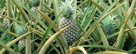 菠萝种植条件气温，适合在什么地形和土壤中种植-农百科