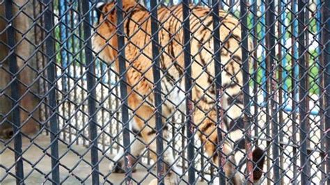 四只老虎死亡后 棉兰地方议会要求市府认真改善动物园现状 - 国际日报
